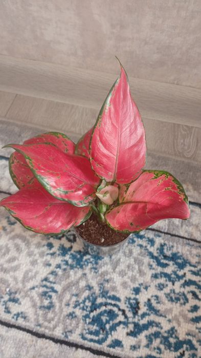 Aglaonema Diamond