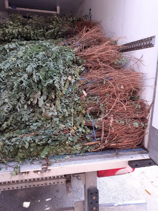 Vand puieti salcam,fag,frasin,carpen,ulm,păltin,stejar,mesteacan,etc