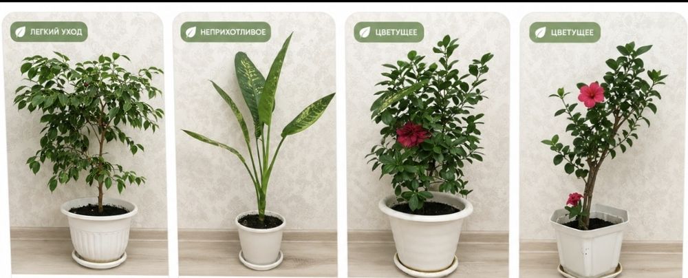 Цветы под любой вкус