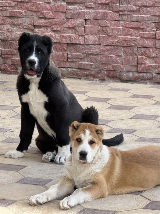 Среднеазиатская овчарка