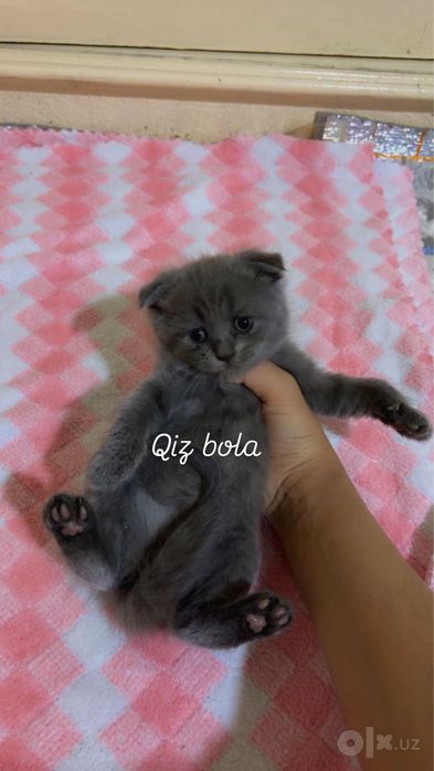 Mushukchalar sotiladi sog’lom va zotli latok biladi 1 oyli