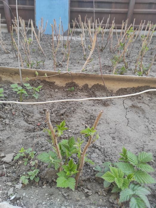 Малина ремонтантная