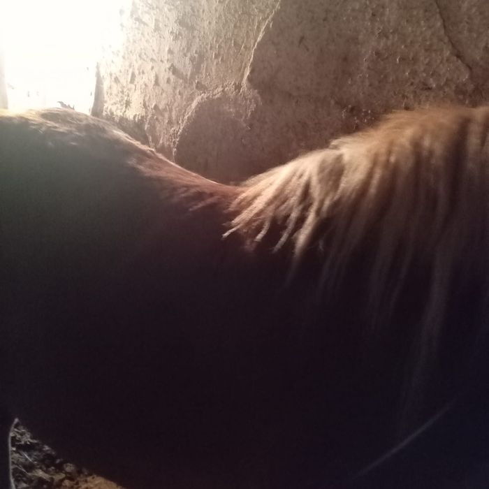 Vând iapă şi mângi