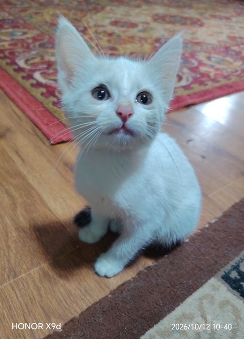 Отдаю котят в добрые руки