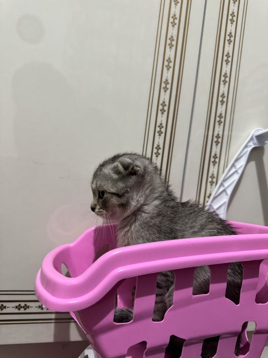 Шотландский вислоухий котёнок