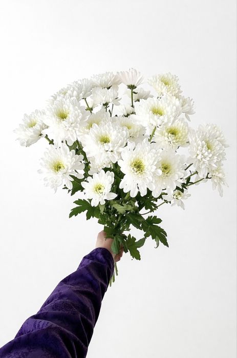 Хризантемы свежие цветы