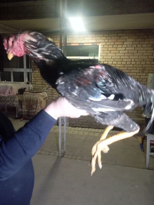 Жужа сотилади.3 пихчи