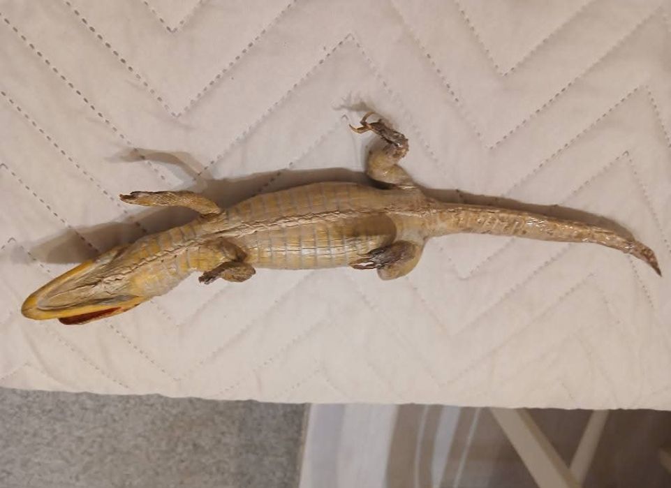 Препарирано крокодилче 40 см