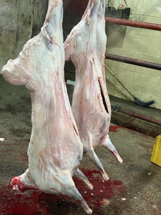 Қой еті сойып берем.