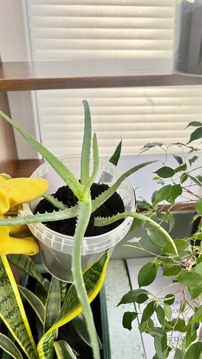 Алоэ столетник. Алоэ