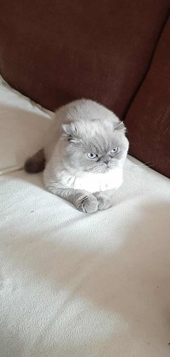 Британска късокосместа