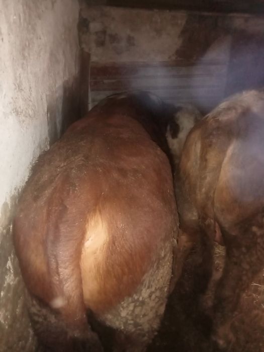 Откорм бұқалар сатылады