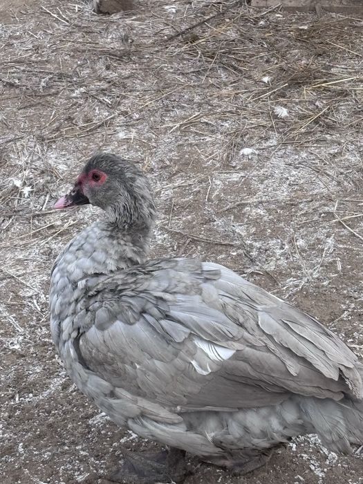 Утки лавандовые, тяжеловесы