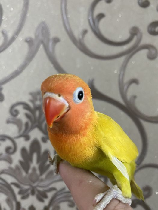 Ruchnoy papugay sotiladi