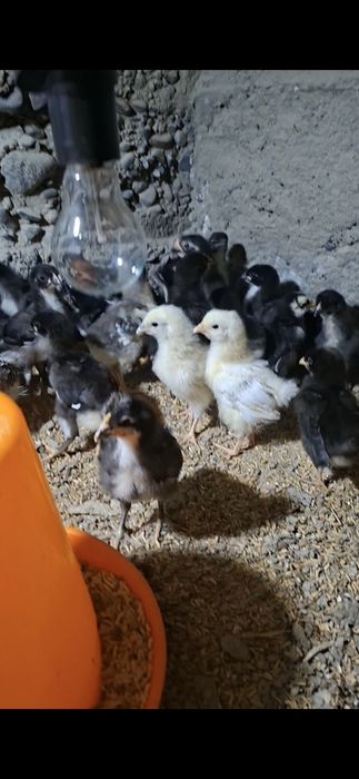 4 kunlik 15 kunlik jojalar sotiladi
