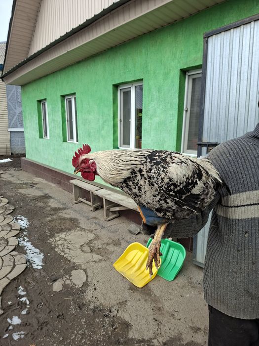 Продам петуха молодой