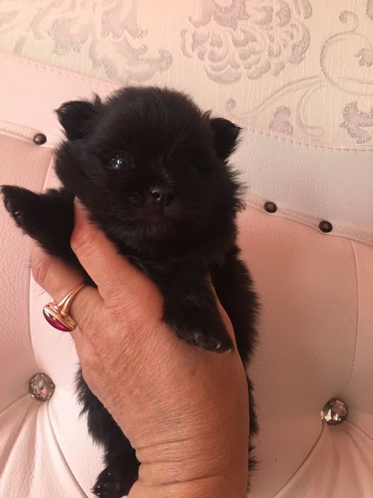 померанский шпиц