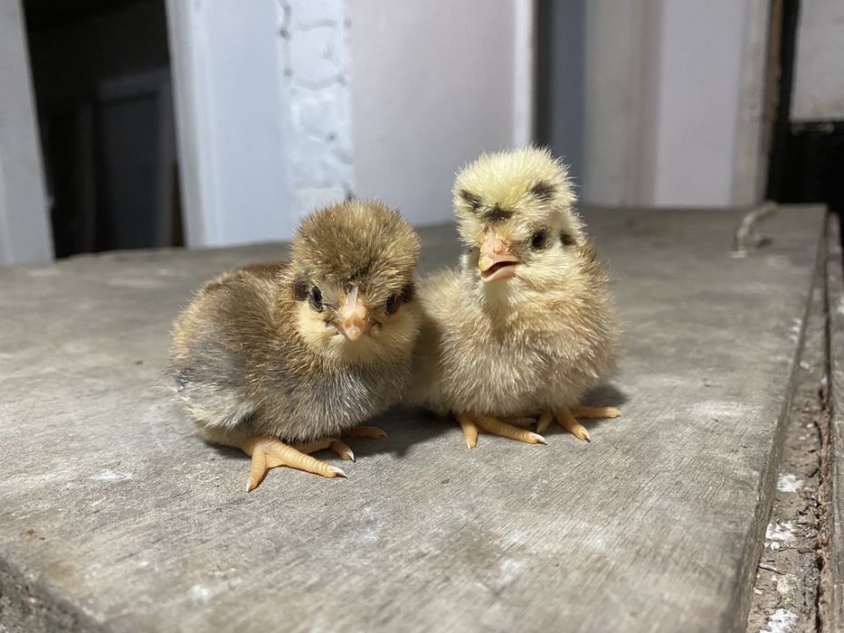 Продам цеплят Ломан браун