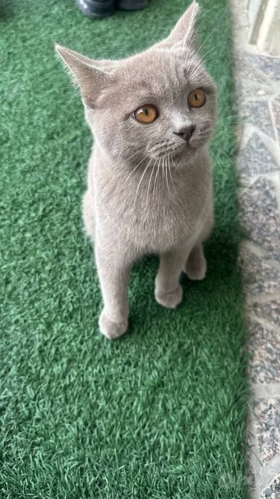Кошка scotish stright