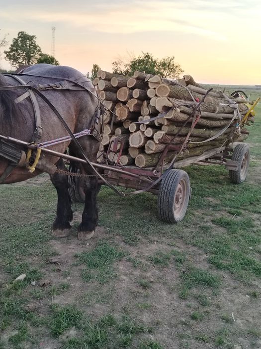 Vând armăsar 8 ani garantat