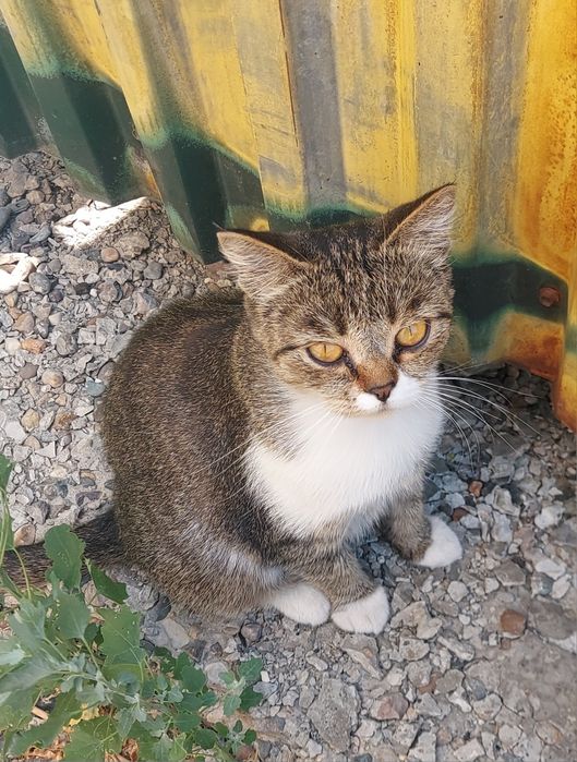 Отдам кошечку в добрые руки