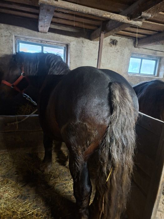 Vand sau schimb armăsar de 5 ani