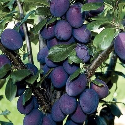 Vând Prune de piață și țuică