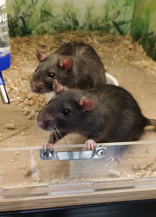 Декоративные крысы,крыса