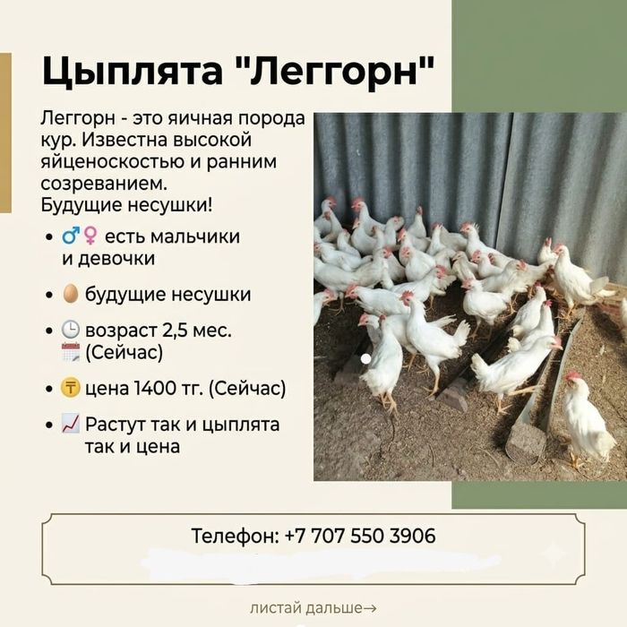 Цыплята Леггорн. Возраст 2.5 месяца