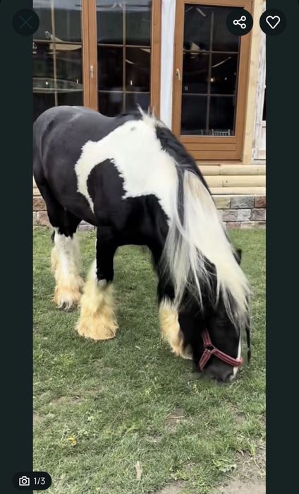 Vand mânz Gypsy Vanner