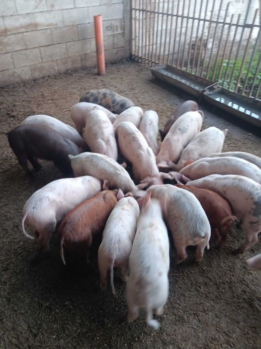 Продавам  малки прасенца
