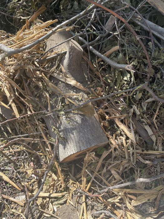 Ореховое дерево