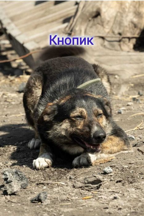 Дарю в добрые и ответственные руки