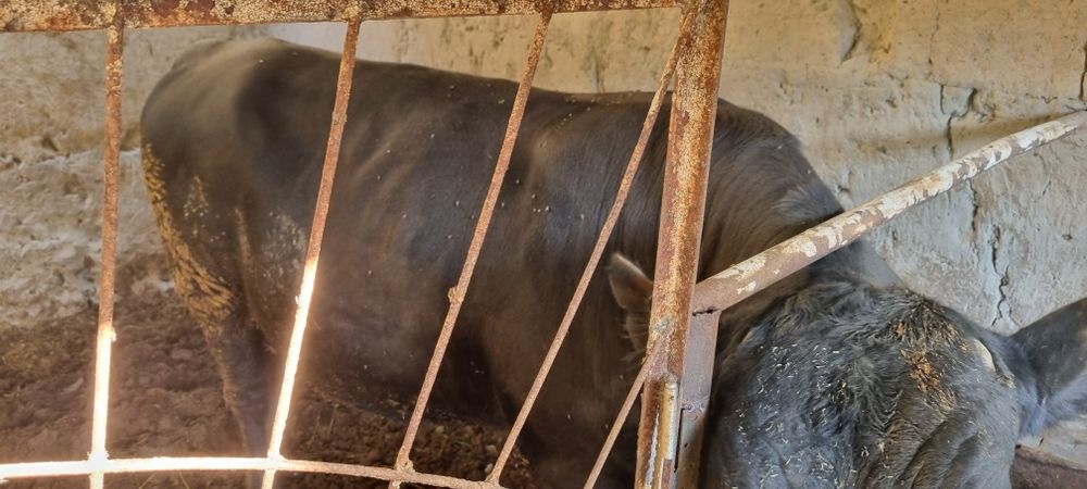 Ангус парода 2 та срочно сотилади