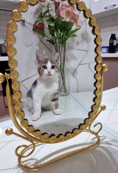 Котята мальчик и девочка