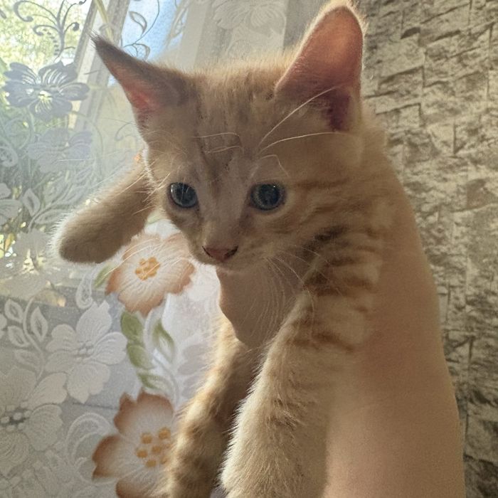Отдаю котят в любящие семьи