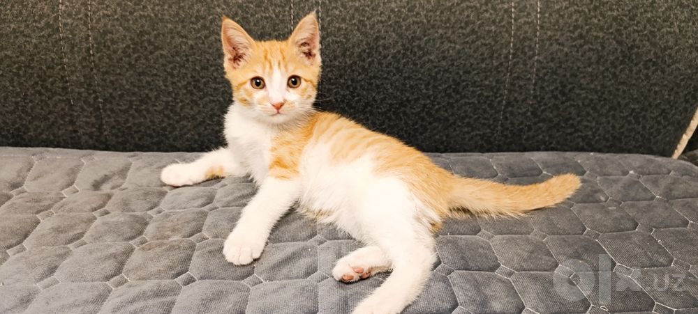 Котенок в добрые руки