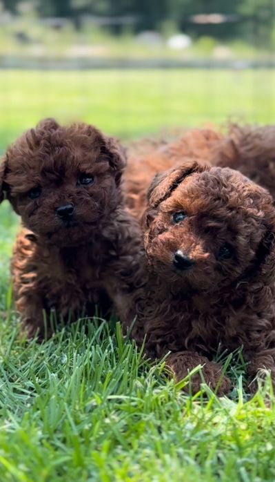 Той Пудел / Toy Poodle