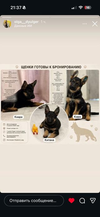 Щенки немецкой овчарки