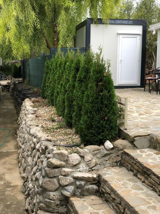 Tuia smarald Leylandi chiparos laur englezesc
