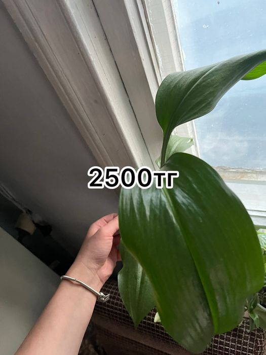 Продам цветы …….