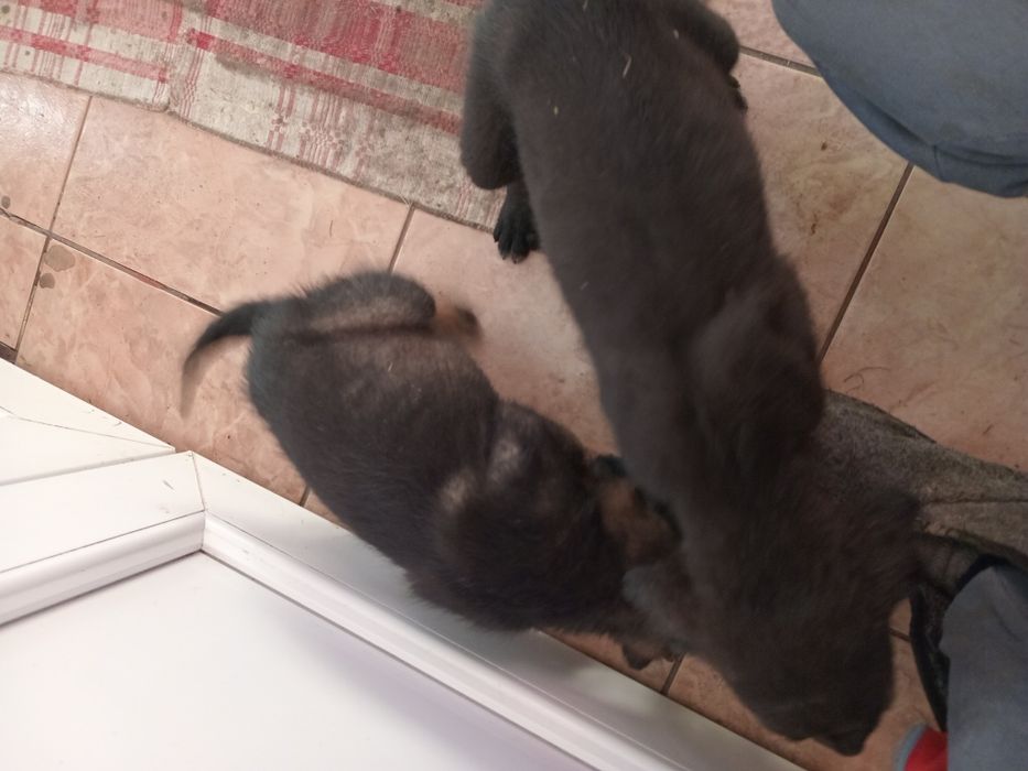 Donatie catei de curte