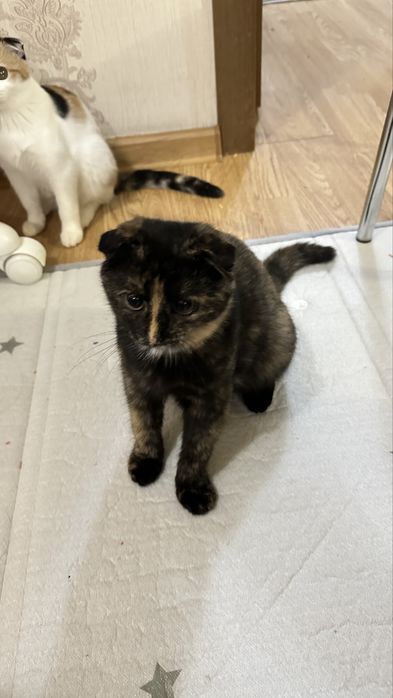 Отдам даром 2х котят, девочки