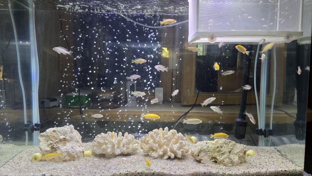 Продам мальков цихлид