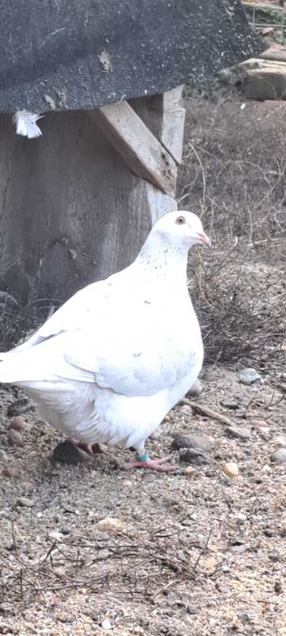 Porumbei texan maturi/pui