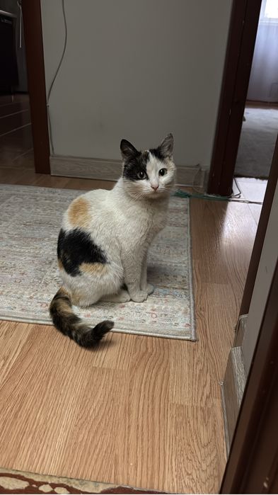 Кошечке срочно нужен дом