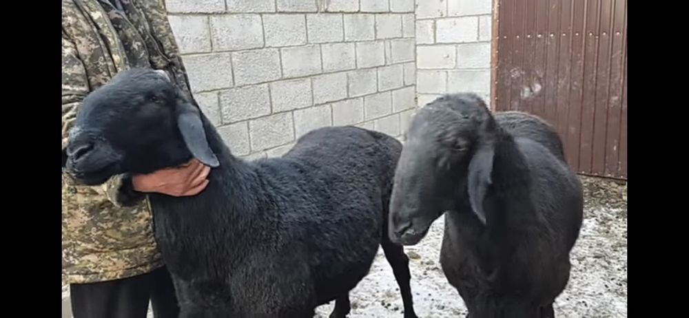 Кассоб хизмати Qassob хизмати куй кучкорлар бор