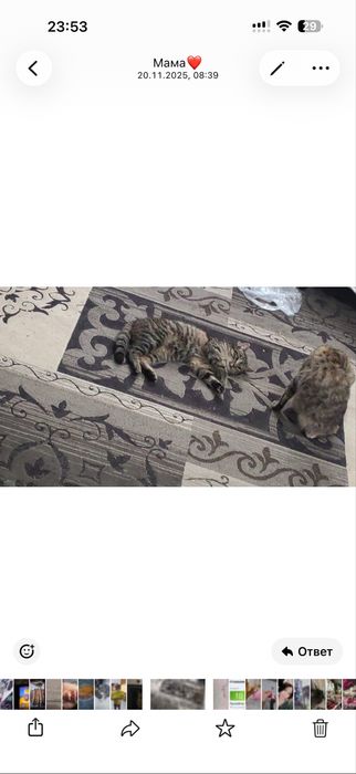 Кошки в добрые руки бесплатно