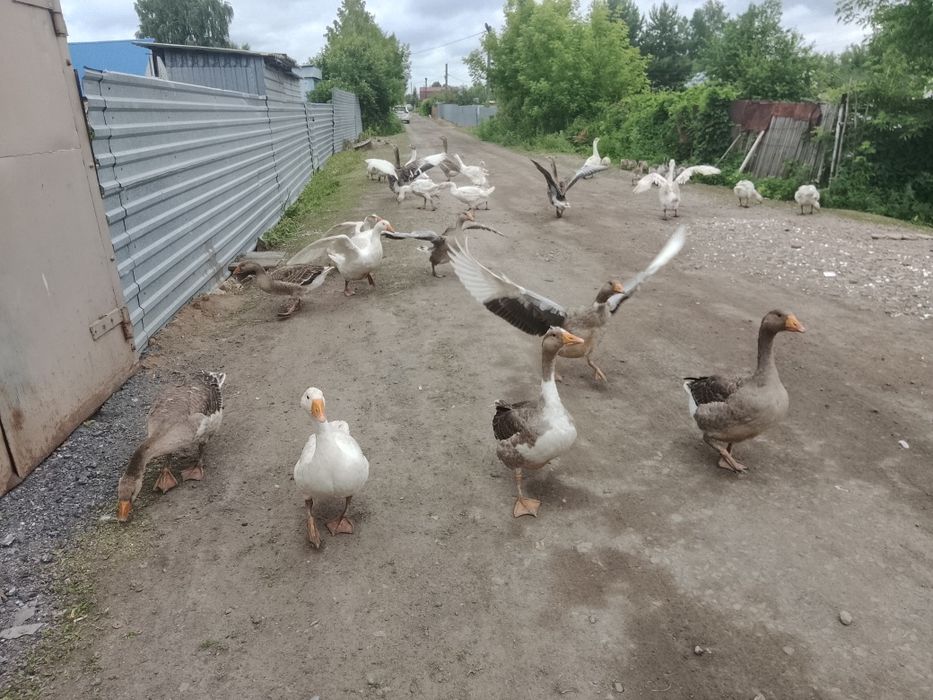 Продам гусей домашних