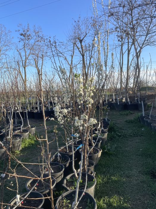 Pomi fructiferi pe rod